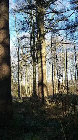 Forêt de Tervuren