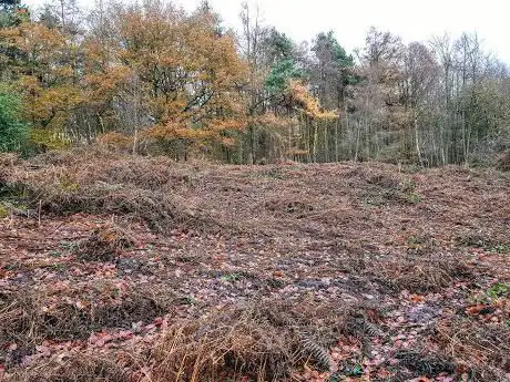 Photo de Heath Wood