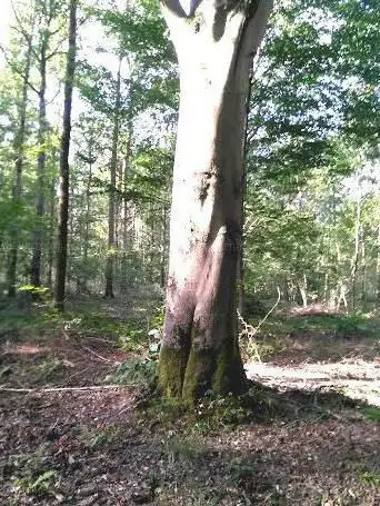 Photo de Office National des Forêts - Agence travaux