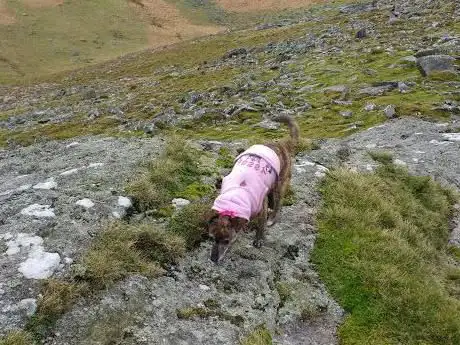 Black Tor