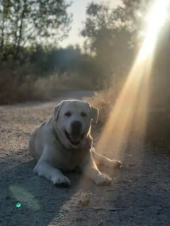 Photo de Campo del gran Winnie