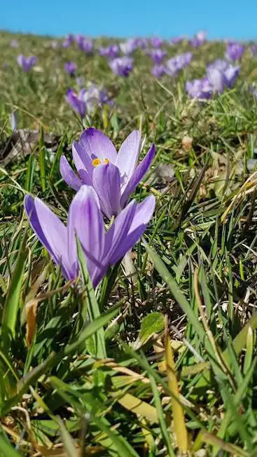 Photo de Krokusblüte Zavelstein