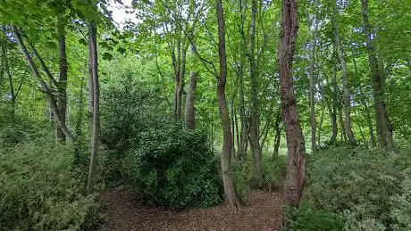 Montefiore Woodlands