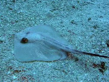 Argonauta Diving Sardinia