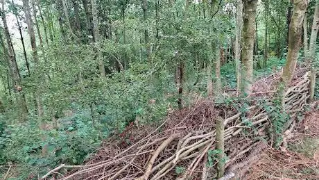 Churwell Urban Woodlands - Japa Woods