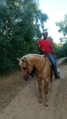 Photo de American Horse