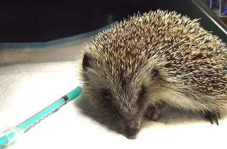 Hedgehog Cabin