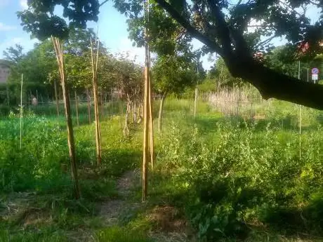Un orto a Milano