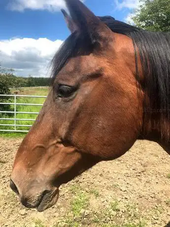 Photo de Hazelhead equestrian
