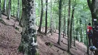 Photo de La Forêt Farfelue