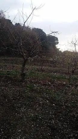 Photo de Bosco Patanella Alta Murgia
