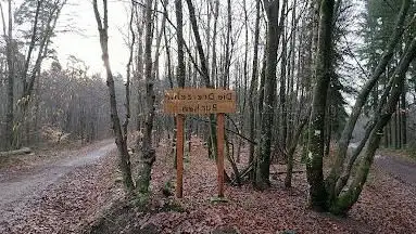 Dreizehn Buchen