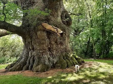 Photo de The Majesty Oak