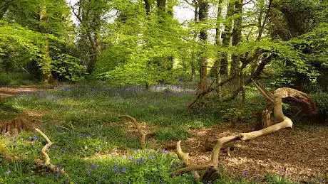 Photo de Winchfield Wood