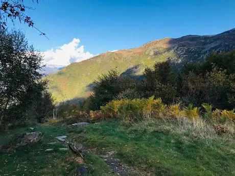 Goldregenwald Laburnum