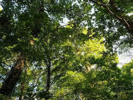 Photo de Furzefield Wood