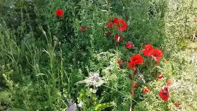 Photo de Doux Chineurs Garden