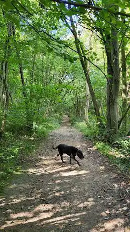 Photo de King's Wood