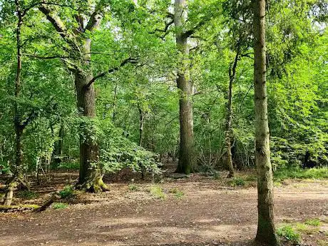 Photo de Flitwick Wood