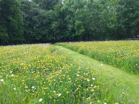 Wildflower Garden