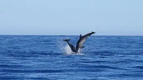 Ecomarine Algarve