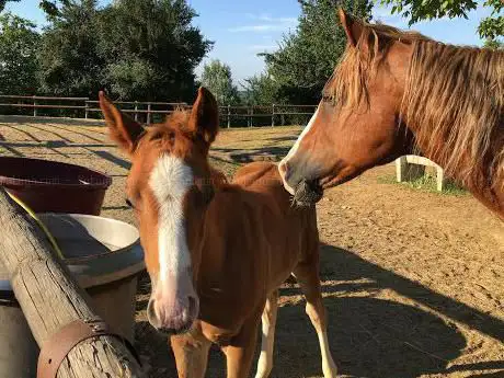3C Horses
