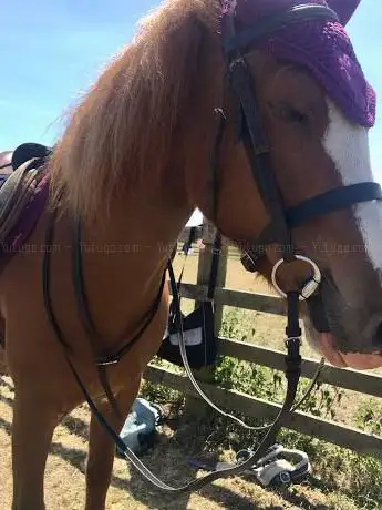 Photo de Sugarloaf Equestrian Centre