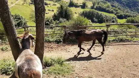 Photo de Apuo Ranch