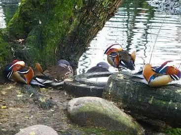 Wasservögel