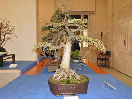 Bonsai club Torino