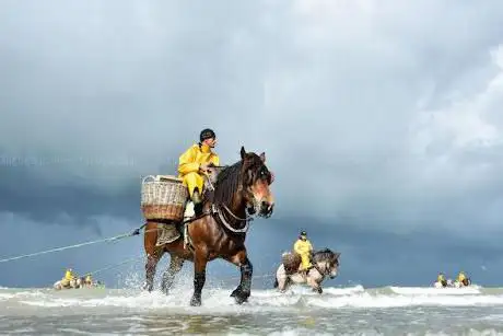 Paardenvissers - Garnaalvissers te Paard - Oostduinkerke