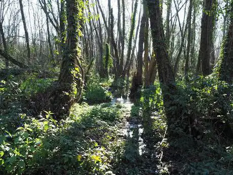 Photo de Bosco di Foglino