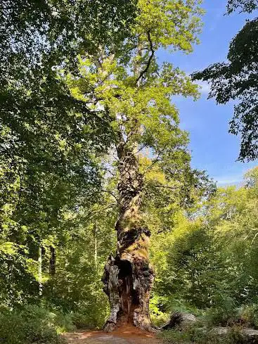 Photo de Le Chêne Saint-Jean