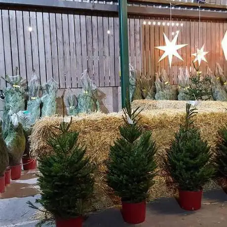 Photo de Bellasize Christmas Trees