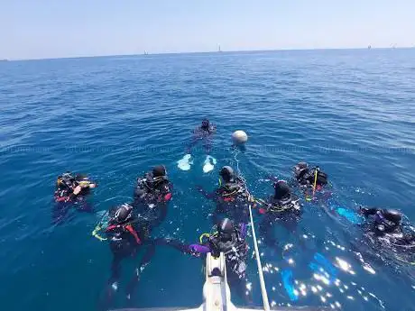 Photo de Immersioni subacquee corsi sub Blue Shark