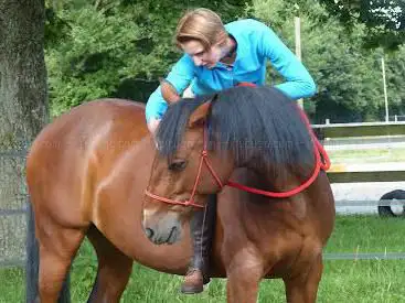 Photo de Centre Equestre EQUITA'SION