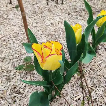 Le Jardin - La Chevallerie