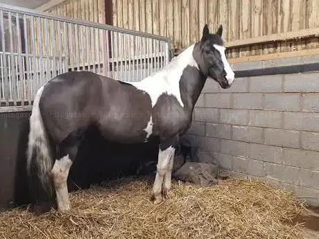Photo de Batchacre Hall Livery