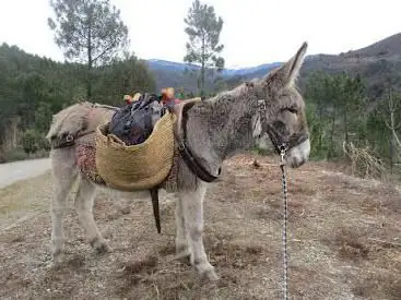 Photo de Cévennes G'Randos d'ânes