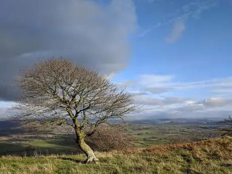 Photo de Tree of Heavenly Wisdom