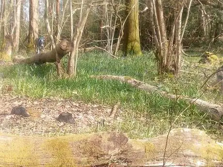 Bracketts Coppice Nature Reserve