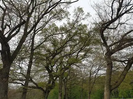 Chemin piétonnier de Mondercange
