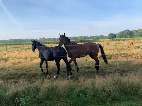 Photo de Starlott Stables — Dressuur - Springen - Pensionstal - Bootcamps