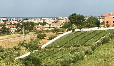 Photo de Vendita Online Lumaca Angolana Italia