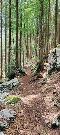 Sentiero nel bosco