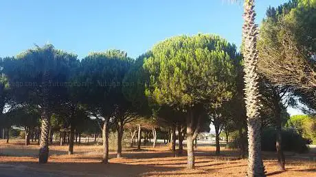 Photo de The pine forest of Le Barcarès
