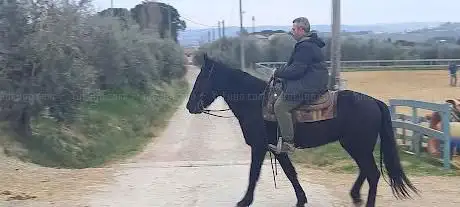 Photo de Centro Equestre Bellavista ASD