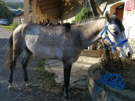 Photo de la ventura maneggio