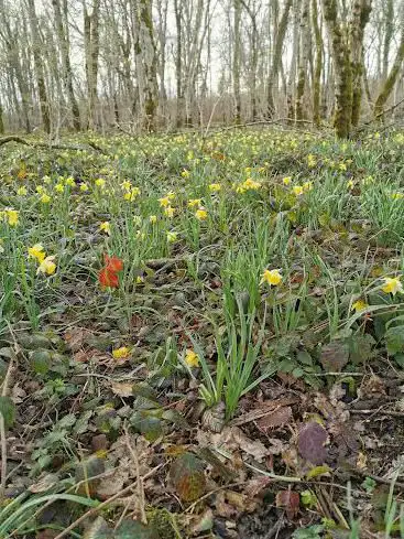bois aux jonquilles