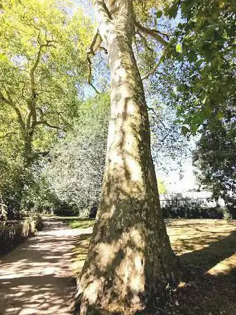 Photo de Les Platanes de La Sèvre